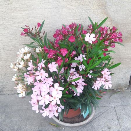 مبيت وإفطار Noaillac Aux Vieux Fours المظهر الخارجي الصورة